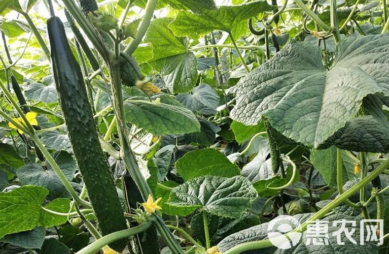 5斤密刺黄瓜,精品果蔬,绿色有机无公害农产品,放心食用